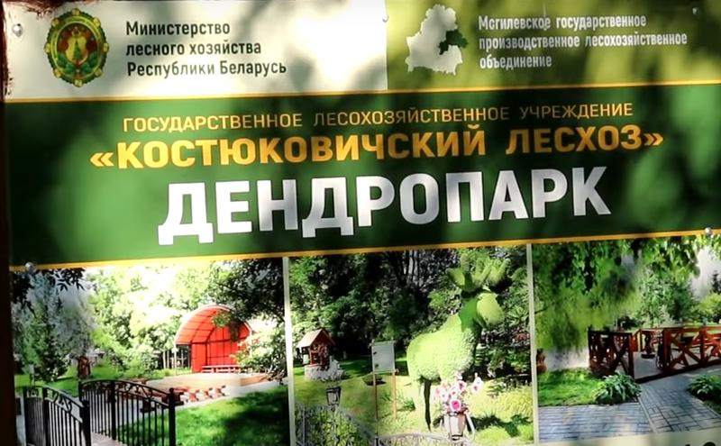 Дендропарк Костюковичского лесхоза раскрывает свои тайны