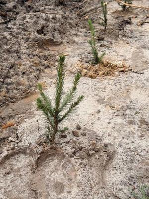 Хотимчане приняли активное участие в акции.