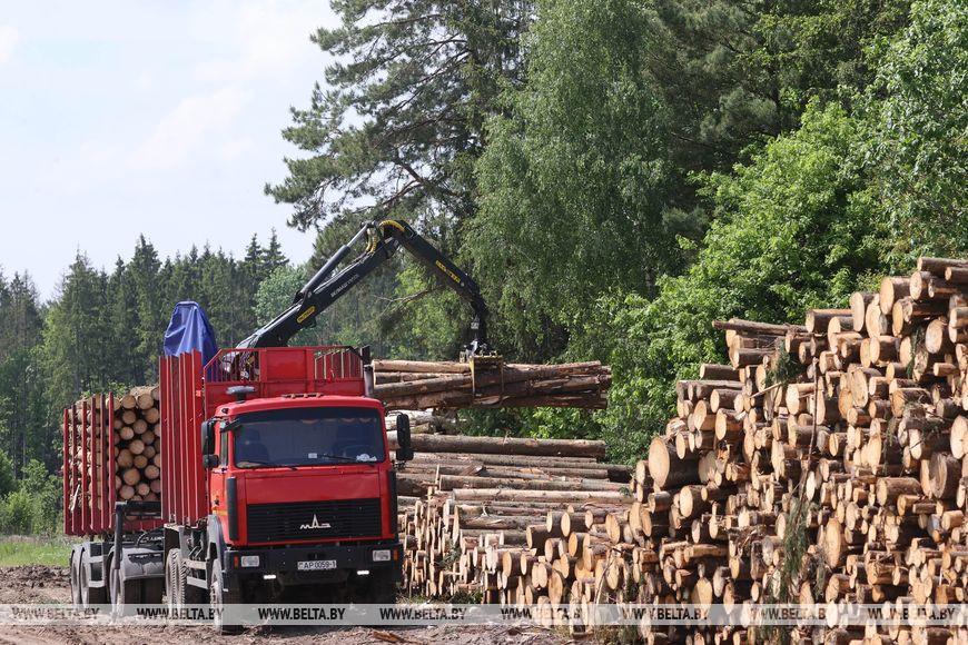 РЕПОРТАЖ: От заготовки до реализации, или Как в Климовичском лесхозе всем миром ликвидируют последствия стихии