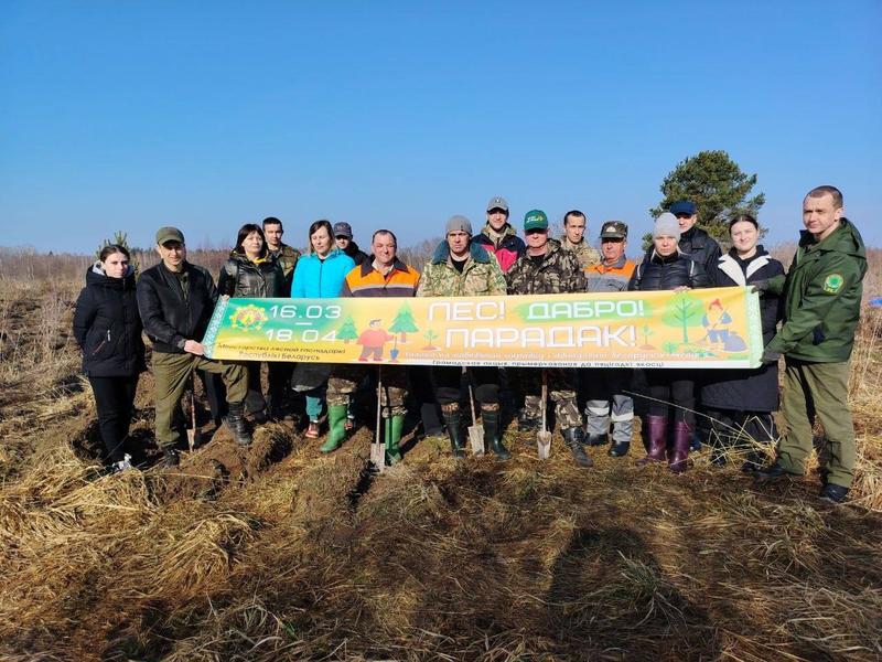 Первые гектары нового леса на Костюковщине