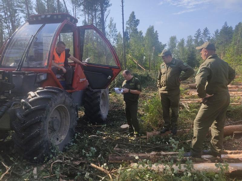 На контроле: разработка буреломов и реализация древесины